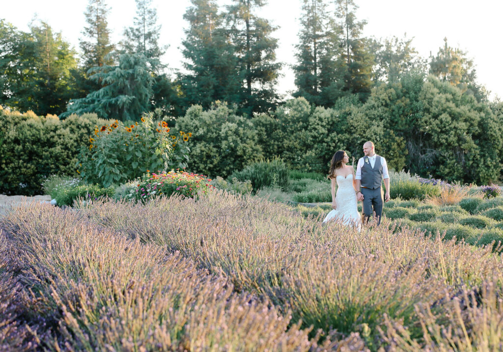 bride and groom walking through lavender at Pageo Lavender Farms in Turlock CA
